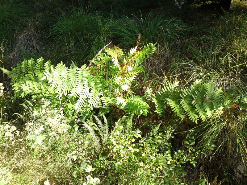 Mares au vinaigre 36